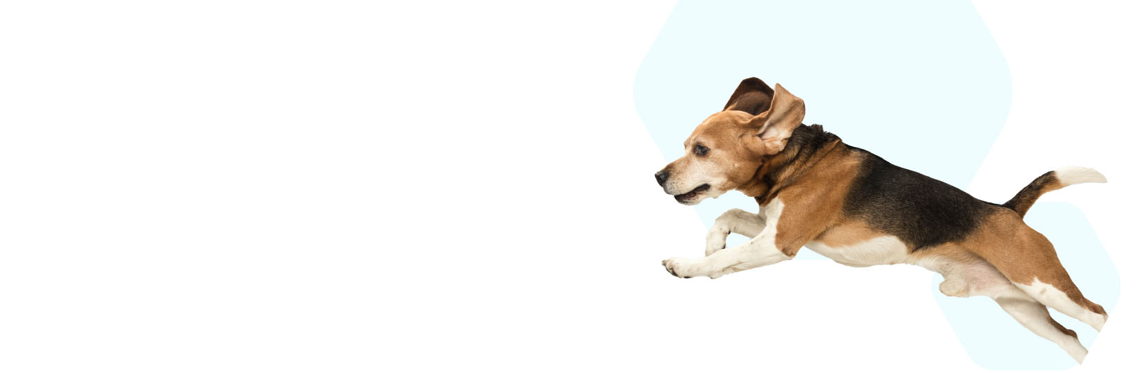 Leaping dog