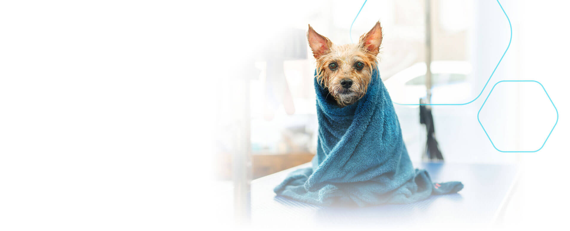 Dog wrapped in a blanket