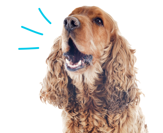 Dog barking