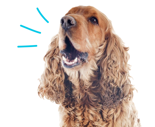Dog barking